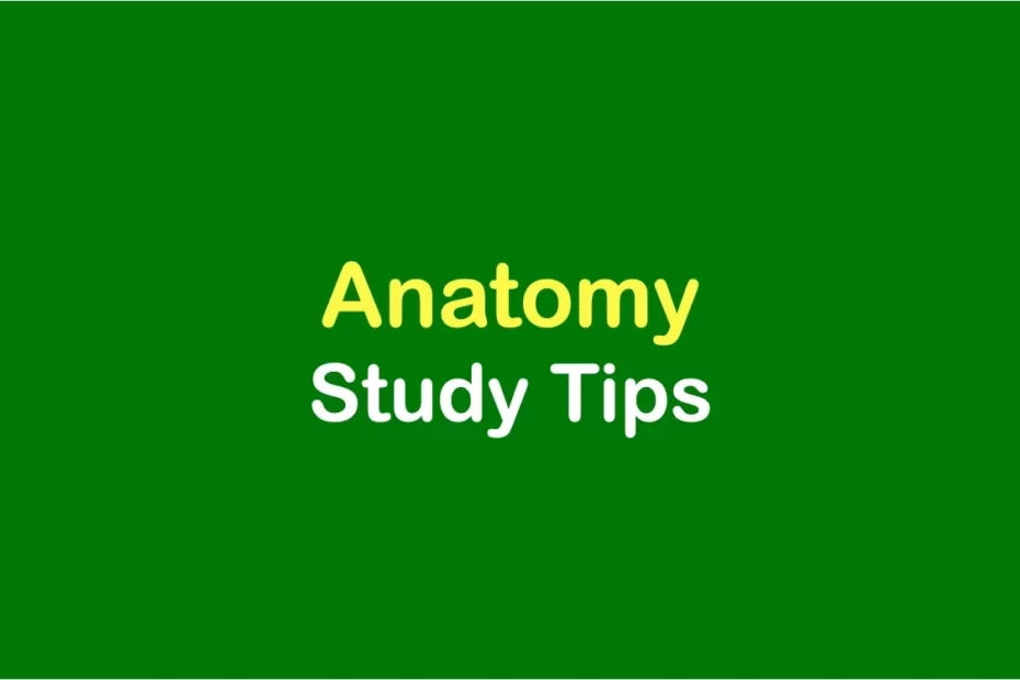 Anatomy study tips