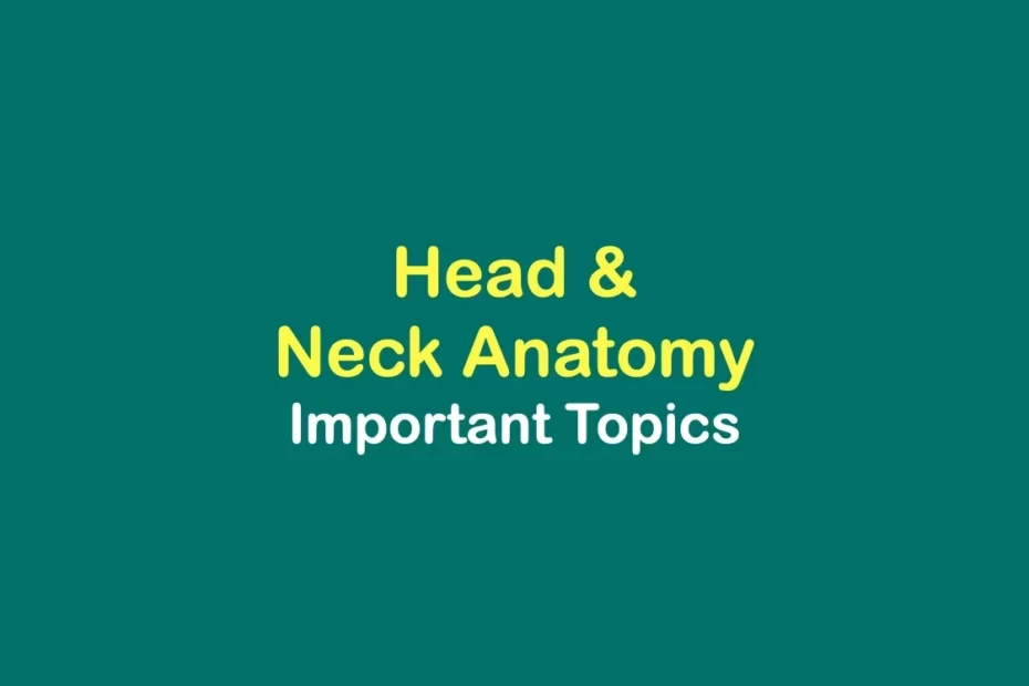Head-and-Neck-important-topics