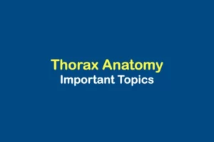 Thorax-anatomy-important-topics